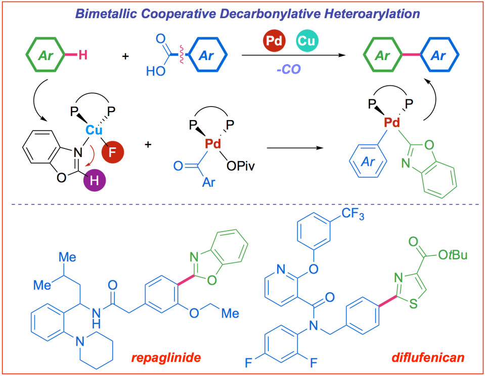 Bimetallic decarbonylative heteroarylation of carboxylic acids