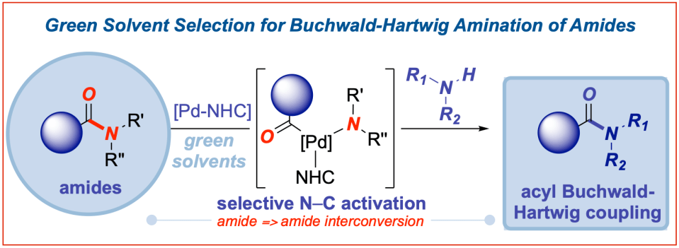 Buchwald-Hartwig-transamidation-amides-Pd-NHC-green-solvents-ACS Sust Chem-2021